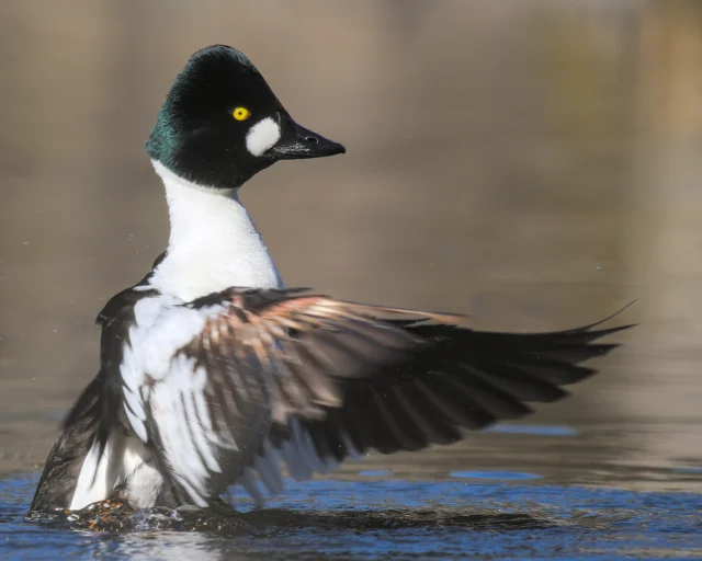 Common goldeneye (Bucephala clangula)