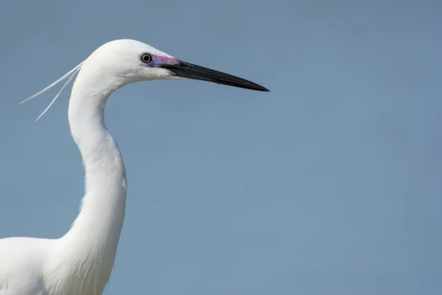 Little egret (Egretta garzetta)