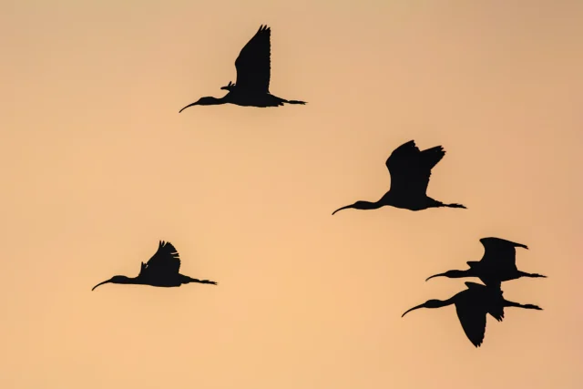 Glossy Ibis (Plegadis falcinellus)