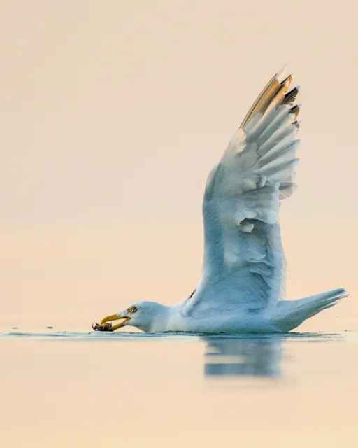 European herring gull (Larus argentatus)