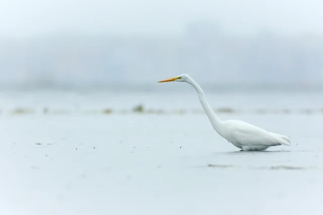 Great egret (Egretta alba)