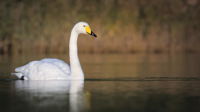 Whooper swan (Cygnus cygnus)