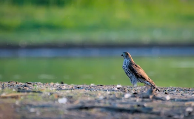 Eurasian sparrowhawk (Accipiter nisus)