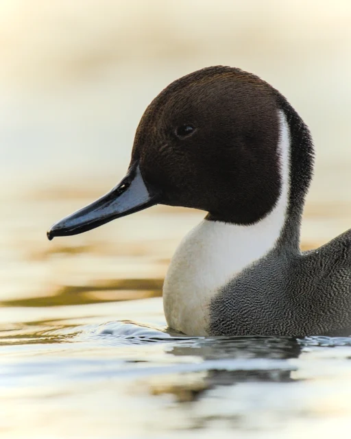 Northern pintail (Anas acuta)