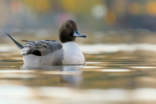 Northern pintail (Anas acuta)