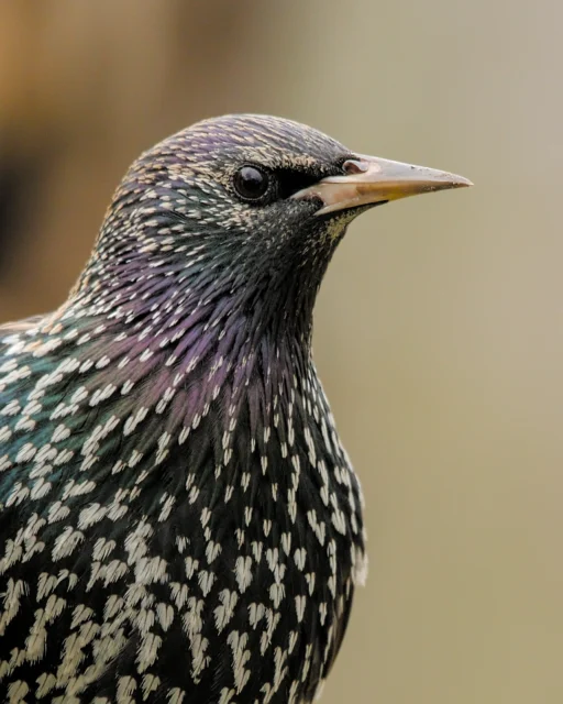 European starling (Sturnus vulgaris)