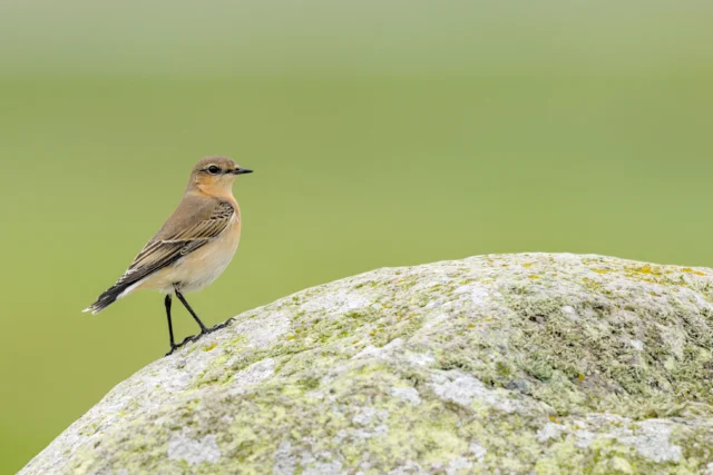 Northern wheatear (Oenanthe oenanthe)