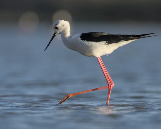 Black-winged stilt (Himantopus himantopus)