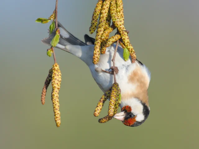 European goldfinch (Carduelis carduelis)