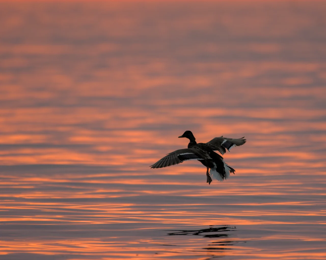 Mallard (Anas platyrhynchos)