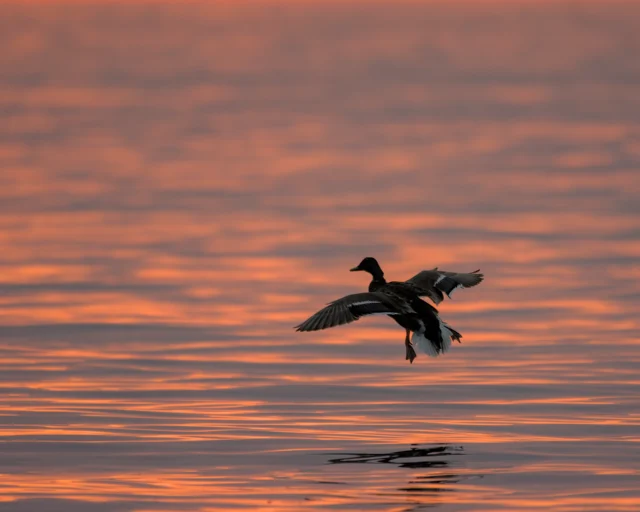 Mallard (Anas platyrhynchos)