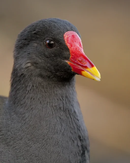 Common moorhen (Gallinula chloropus)