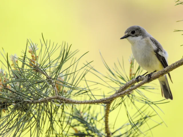 European pied flycatcher (Ficedula hypoleuca)
