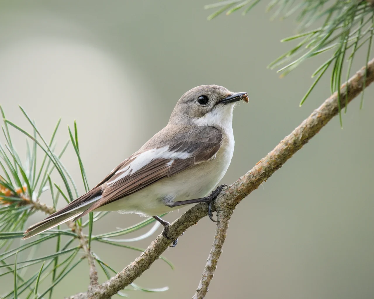 European pied flycatcher (Ficedula hypoleuca)