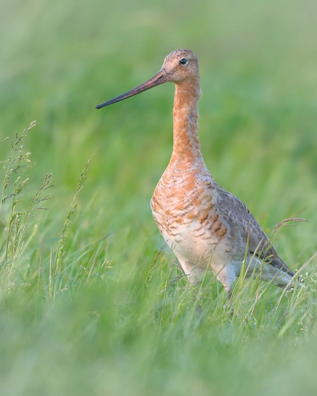 Black-tailed godwit (Limosa limosa)