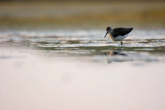 Green sandpiper (Tringa ochropus)