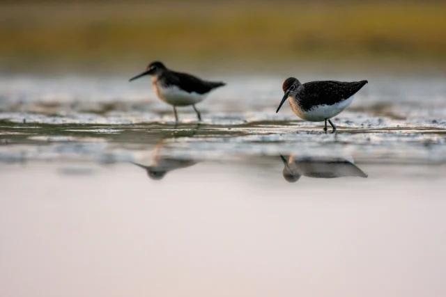 Green sandpiper (Tringa ochropus)
