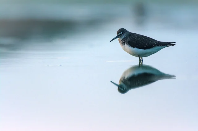 Green sandpiper (Tringa ochropus)