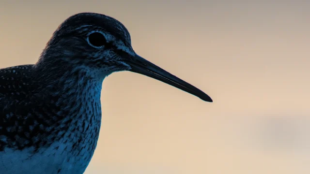 Green sandpiper (Tringa ochropus)