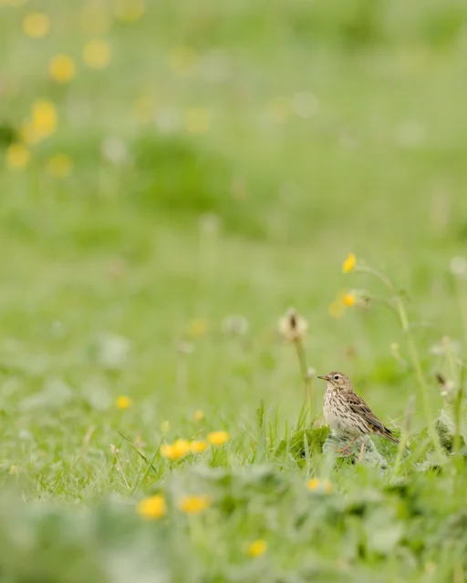 Meadow pipit (Anthus pratensis)