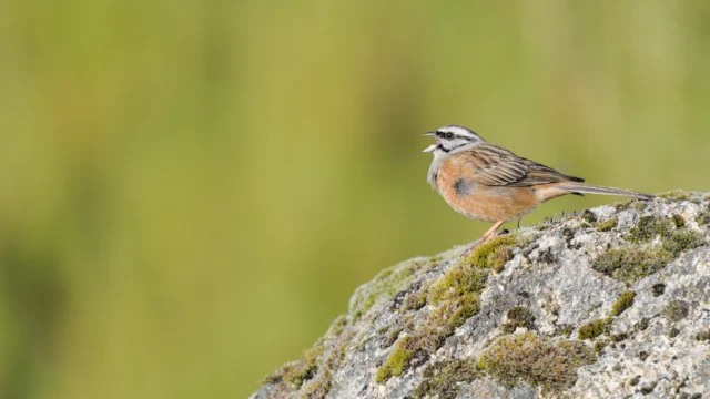 Rock bunting (Emberiza cia)