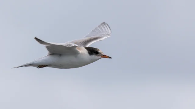Little tern (Sternula albifrons)