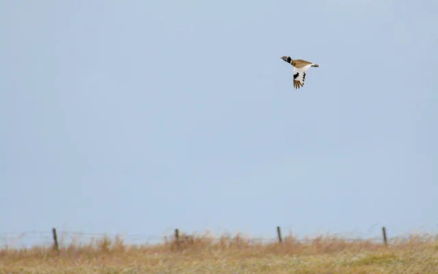 Little Bustard (Tetrax tetrax)
