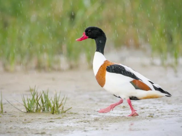 Common shelduck (Tadorna tadorna)