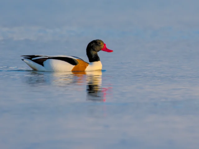 Common shelduck (Tadorna tadorna)