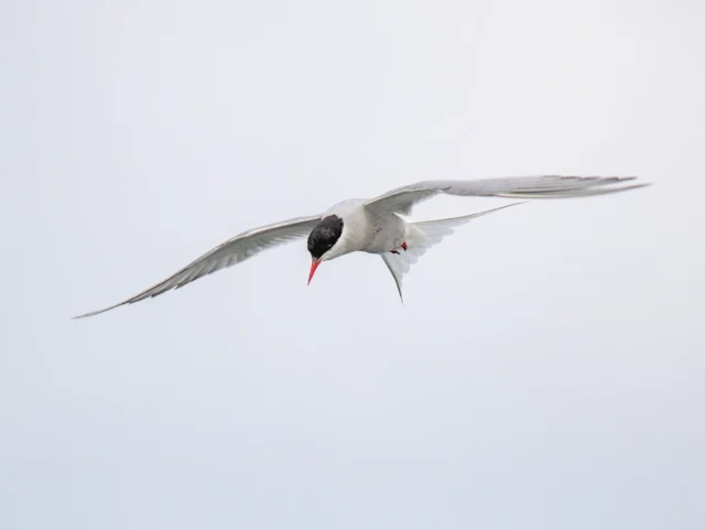 Common tern (Sterna hirundo)