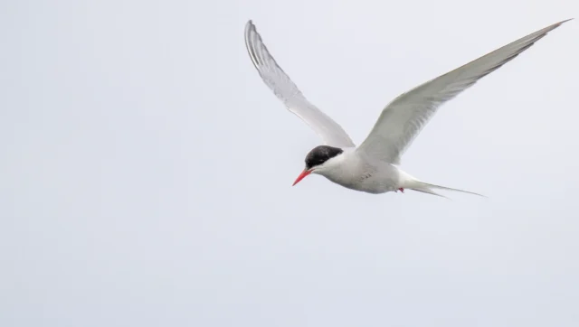 Common tern (Sterna hirundo)