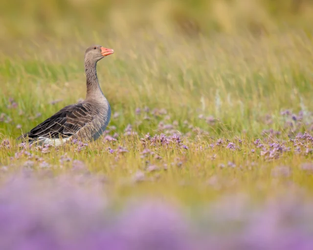 Greylag goose (Anser anser)