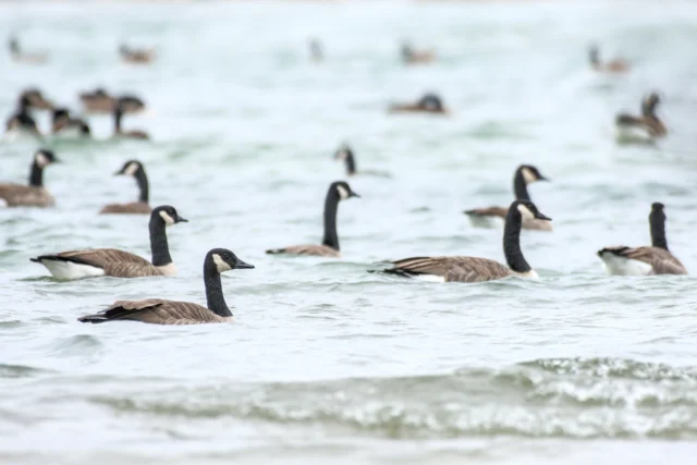 Canada goose (Branta canadensis)