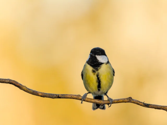 Great tit (Parus major)