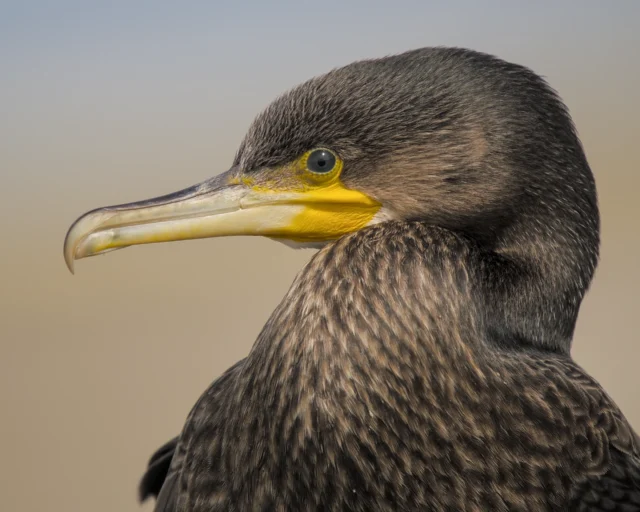 Great cormorant (Phalacrocorax carbo)
