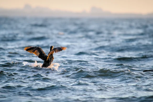 Great cormorant (Phalacrocorax carbo)