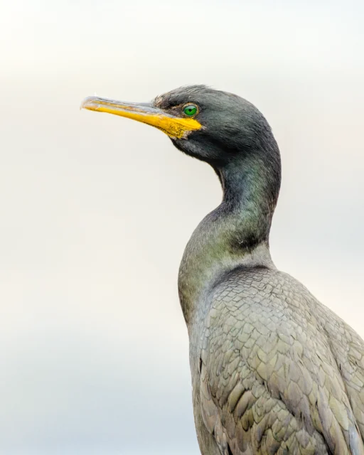 European shag (Phalacrocorax aristotelis)