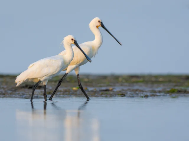 Eurasian spoonbill (Platalea leucorodia)