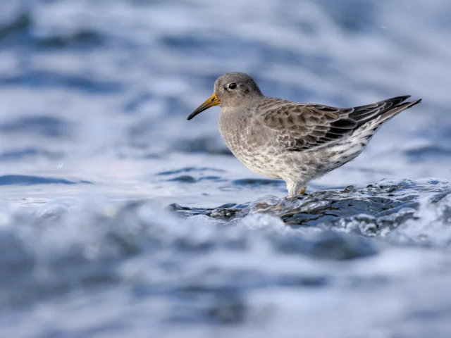 Purple sandpiper (Calidris maritima)