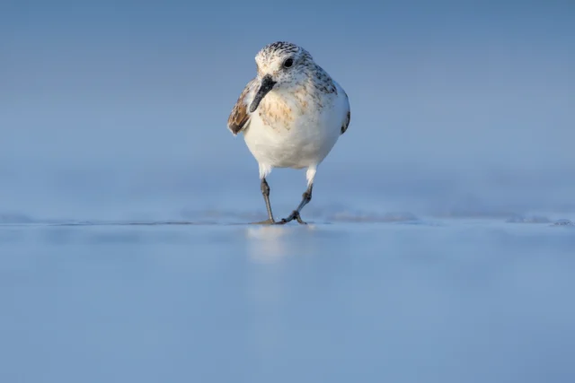Sanderling (Calidris alba)