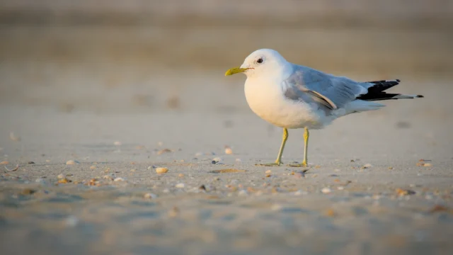 Common gull (Larus canus)