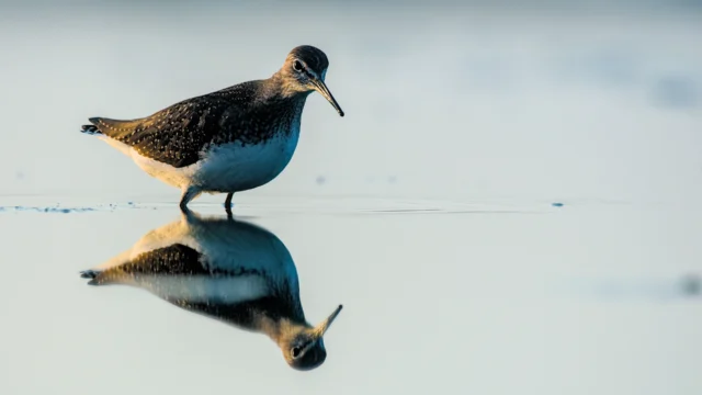 Green sandpiper (Tringa ochropus)